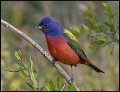 _8SB8363 painted bunting